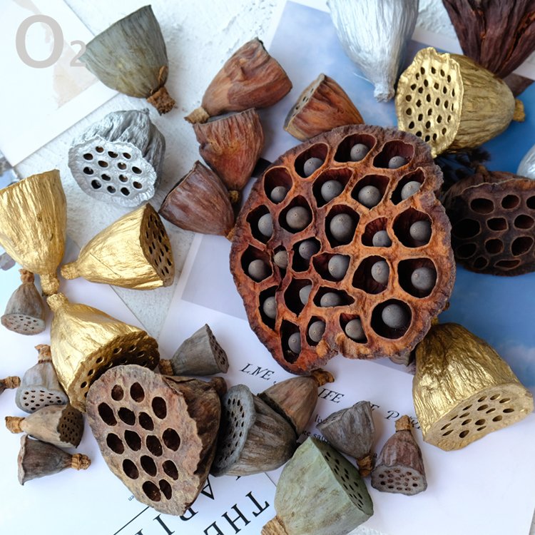 Wholesale nordic dried flower natural plant dipsacus sativus for home decoration