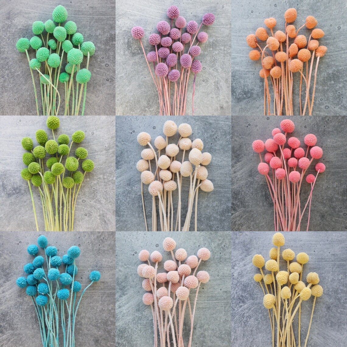 B - 2 Dried Craspedia Dry Billy Balls Dried Flowers Home DecortionFlower Arrangements Billy Buttons Wedding Decor Gifts