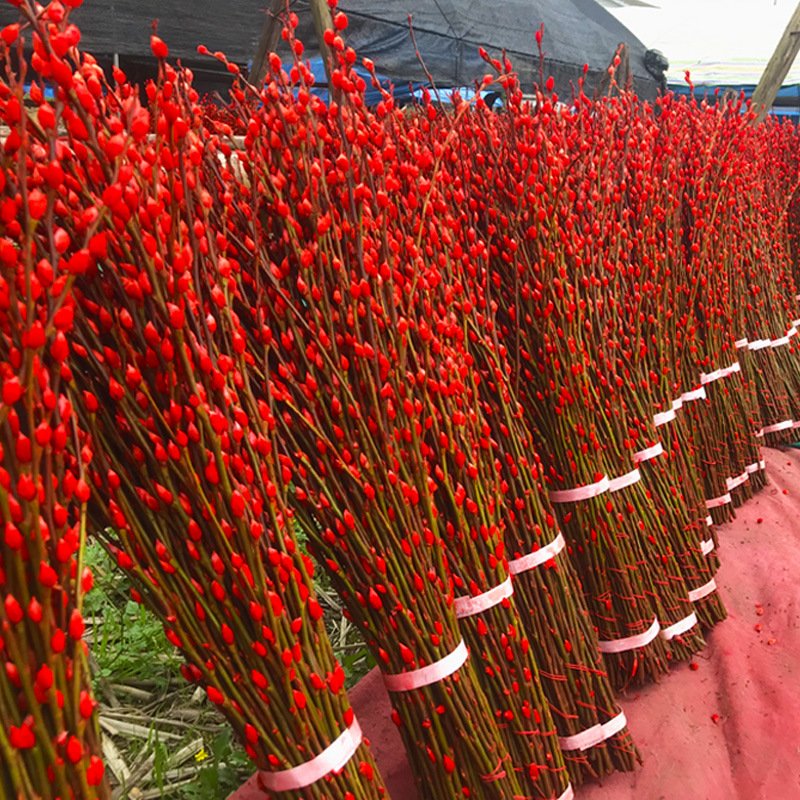 2024 Hot Sale Natural Salix Silver Willow Dried Flower Plants Pussy Willow for Home New Year Decor Flower