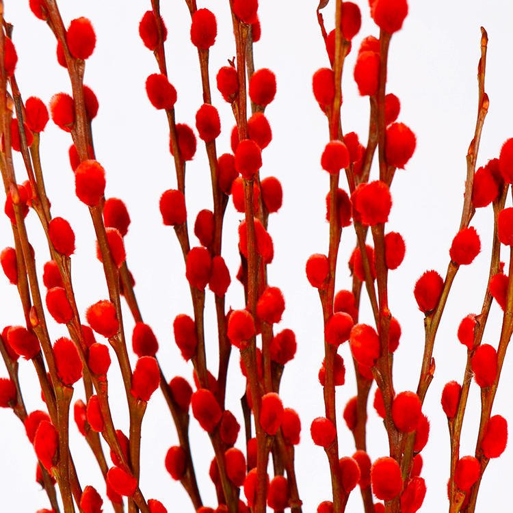 2024 Hot Sale Natural Salix Silver Willow Dried Flower Plants Pussy Willow for Home New Year Decor Flower