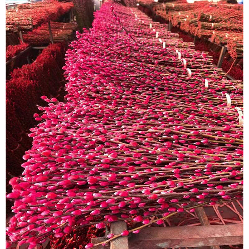 2024 Hot Sale Natural Salix Silver Willow Dried Flower Plants Pussy Willow for Home New Year Decor Flower