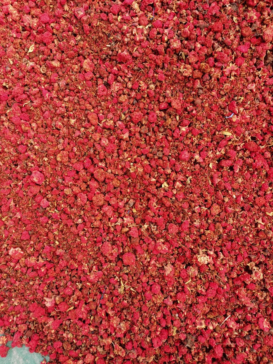 Pomegranate Flower/ Punica Granatum/ Gul Anar