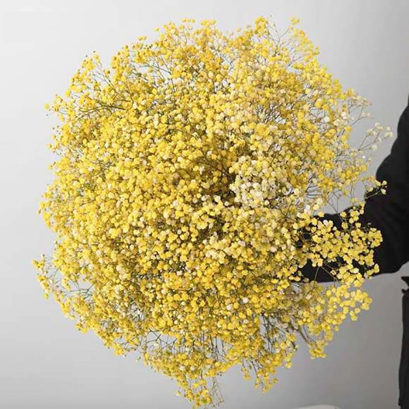 Wholesale dried preserved babybreath Florist Supplies Floral Accessories Preserved Flowers Babybreath