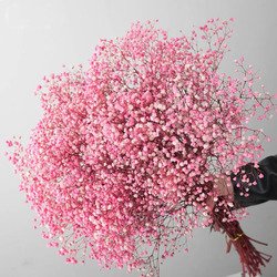 Pink-2