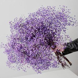 Purple-2