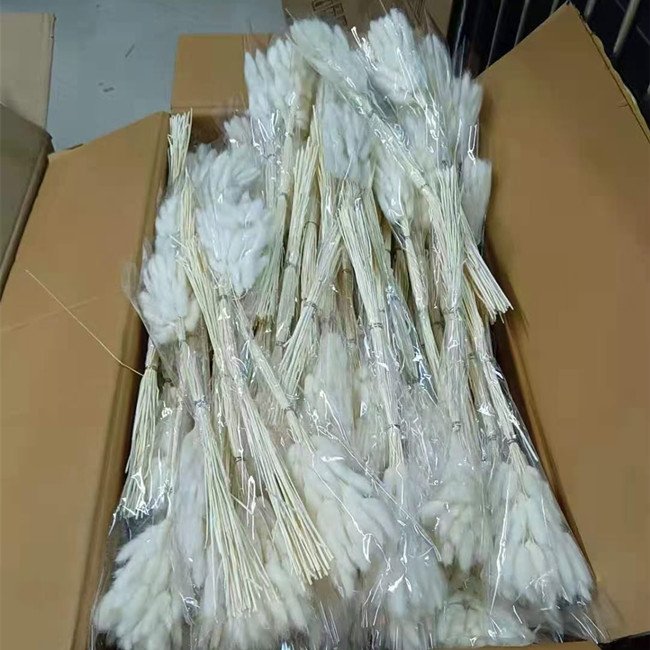 A-1101 Wholesale Home Decor preserved Dried Flowers and plants Pink White Rabbit Tail Bunch Natural Dried Bunny Tail Grass