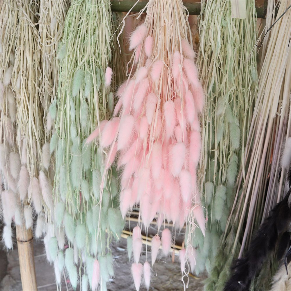 A-1101 Wholesale Home Decor preserved Dried Flowers and plants Pink White Rabbit Tail Bunch Natural Dried Bunny Tail Grass