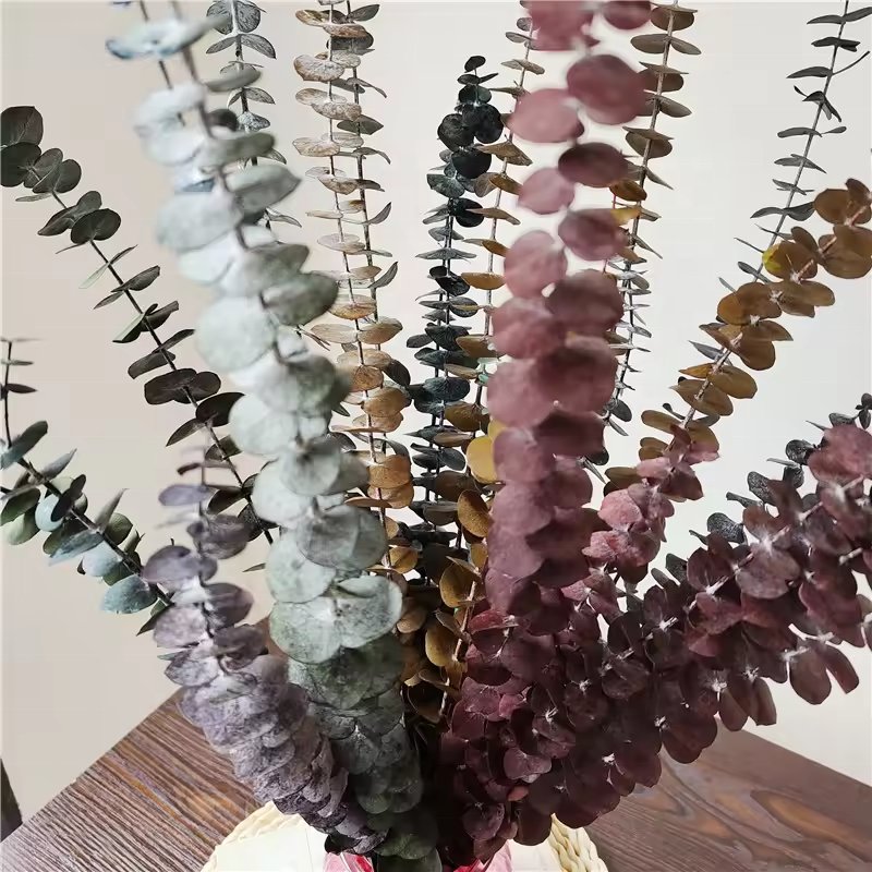 Luxury Custom Dry Flower Real Pressed Natural Dried Flowers Fascinating Eucalyptus Leaves
