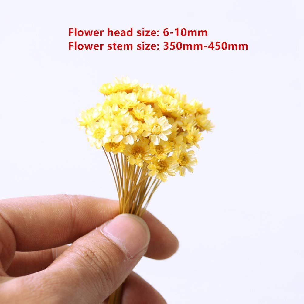 HFlora Dried Flowers Natural Factory Supply Low Price Good Quality Preserved Dried Flowers for Decoration