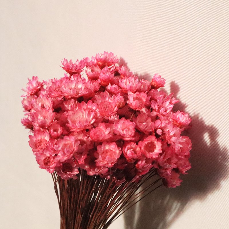Factory Price Yunnan Supply Nordic Home Decor Dried Flowers Bigger Star Flower Mini Star Daisy Flower