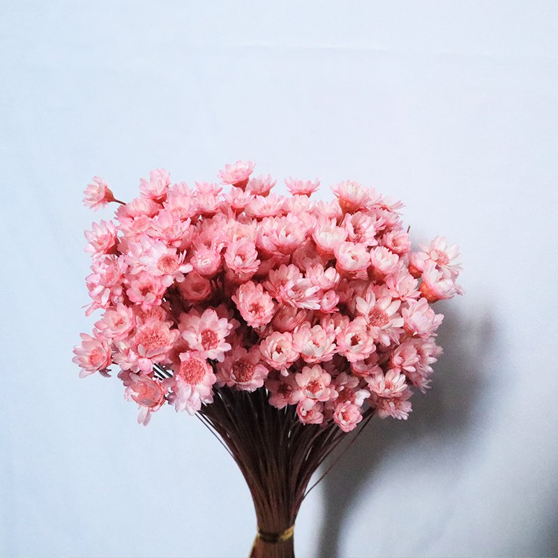 Factory Price Yunnan Supply Nordic Home Decor Dried Flowers Bigger Star Flower Mini Star Daisy Flower