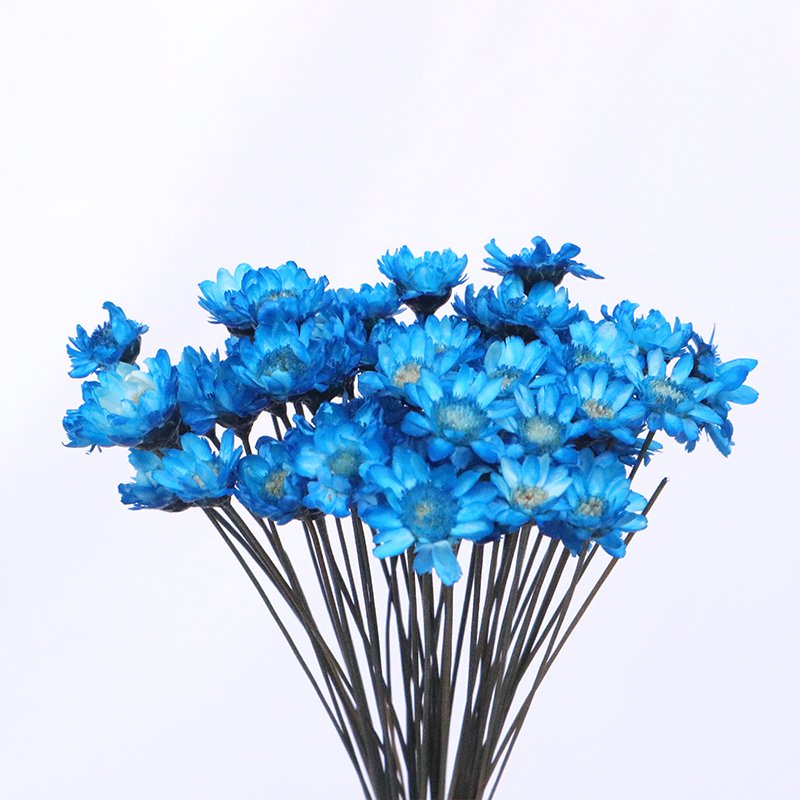 Factory Price Yunnan Supply Nordic Home Decor Dried Flowers Bigger Star Flower Mini Star Daisy Flower