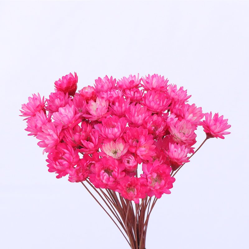 Factory Price Yunnan Supply Nordic Home Decor Dried Flowers Bigger Star Flower Mini Star Daisy Flower