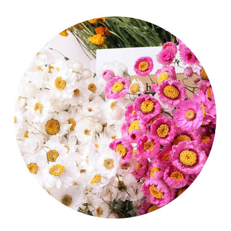 Factory direct sales of dried flowers natural rabbit tail grass decorative flowers wedding dried flowers ornaments