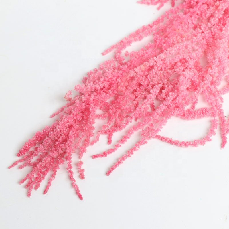 Preserved Dry Real Long 5pcs/bundle Amaranthus Wedding Hanging Foliage For Home Party Wedding Decoration