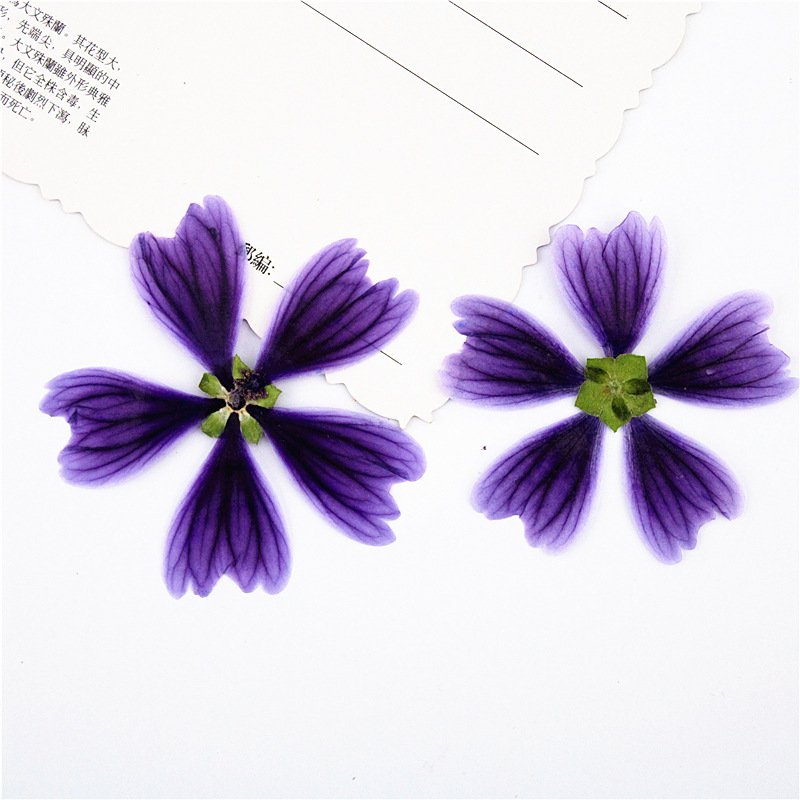 Hollyhock Dried Flower Pressed Flower Bookmark Table Lamp Petal Decoration
