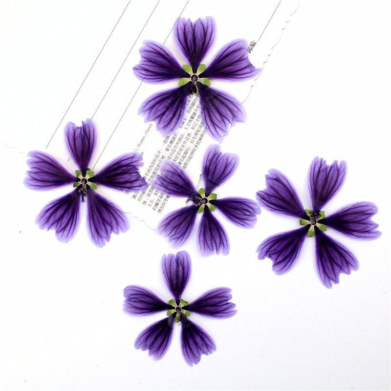 Hollyhock Dried Flower Pressed Flower Bookmark Table Lamp Petal Decoration