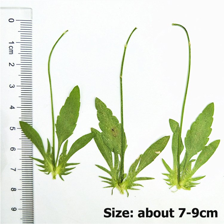 2024 Corydalis dried leaf leaves for home\/wedding decoration flower arrangement
