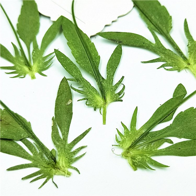 2024 Corydalis dried leaf leaves for home\/wedding decoration flower arrangement