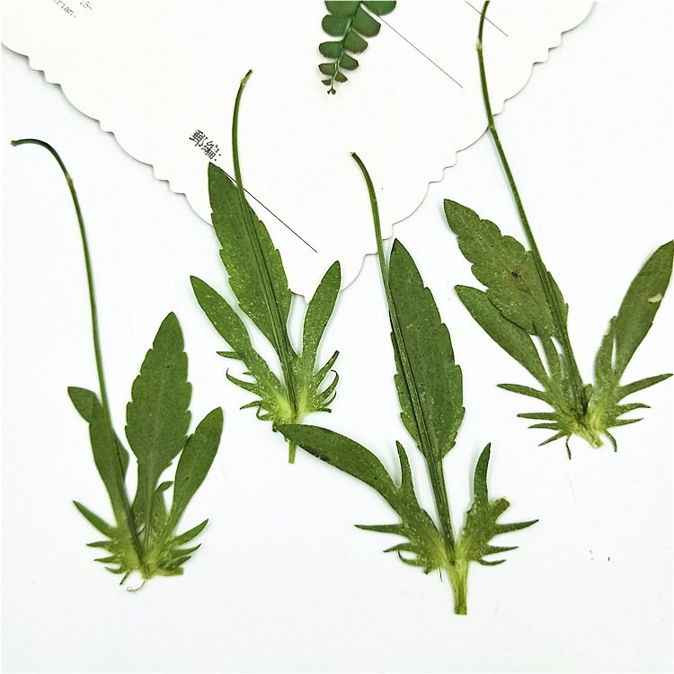 2024 Corydalis dried leaf leaves for home\/wedding decoration flower arrangement