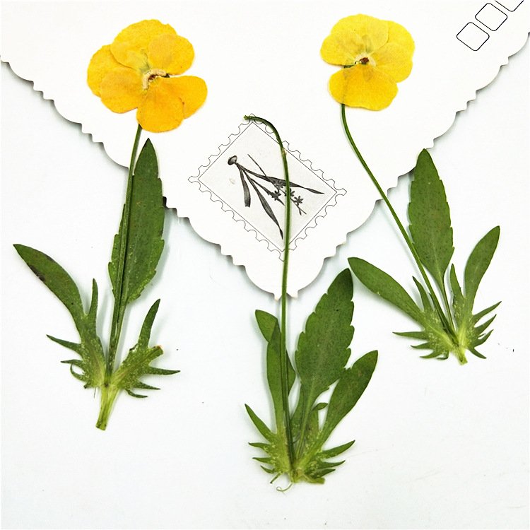 2024 Corydalis dried leaf leaves for home\/wedding decoration flower arrangement