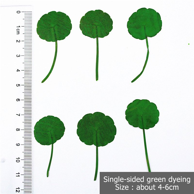 Hydrocotyle Vulgaris Penny Grass Green Leaf Material Resin Pressed Flower Dry Leaves Pressed Leaf Small Pressed Flowers