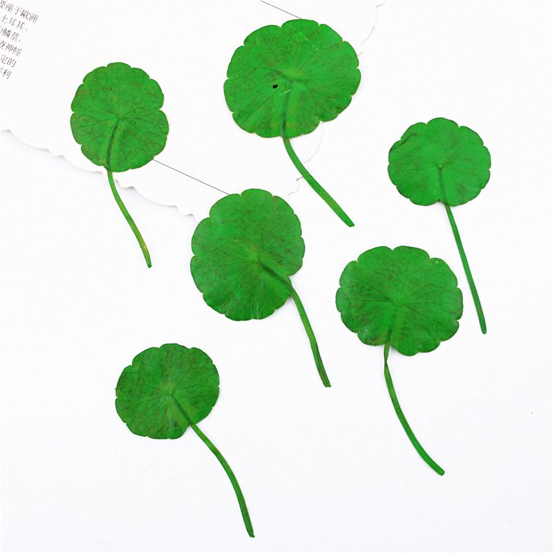 Hydrocotyle Vulgaris Penny Grass Green Leaf Material Resin Pressed Flower Dry Leaves Pressed Leaf Small Pressed Flowers