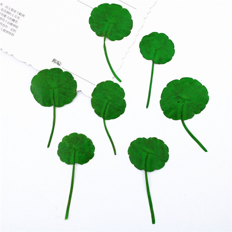 Hydrocotyle Vulgaris Penny Grass Green Leaf Material Resin Pressed Flower Dry Leaves Pressed Leaf Small Pressed Flowers
