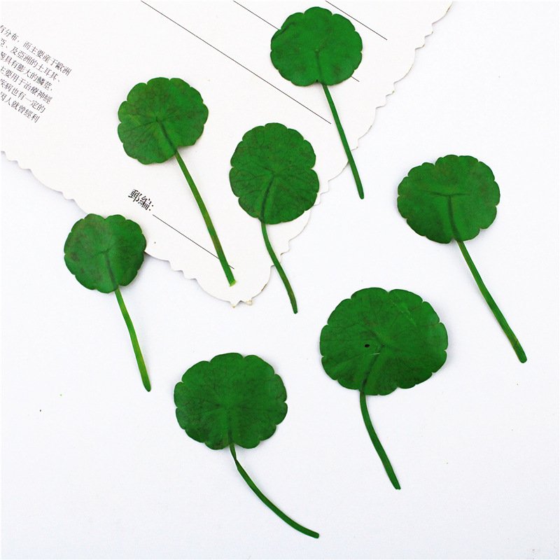 Hydrocotyle Vulgaris Penny Grass Green Leaf Material Resin Pressed Flower Dry Leaves Pressed Leaf Small Pressed Flowers