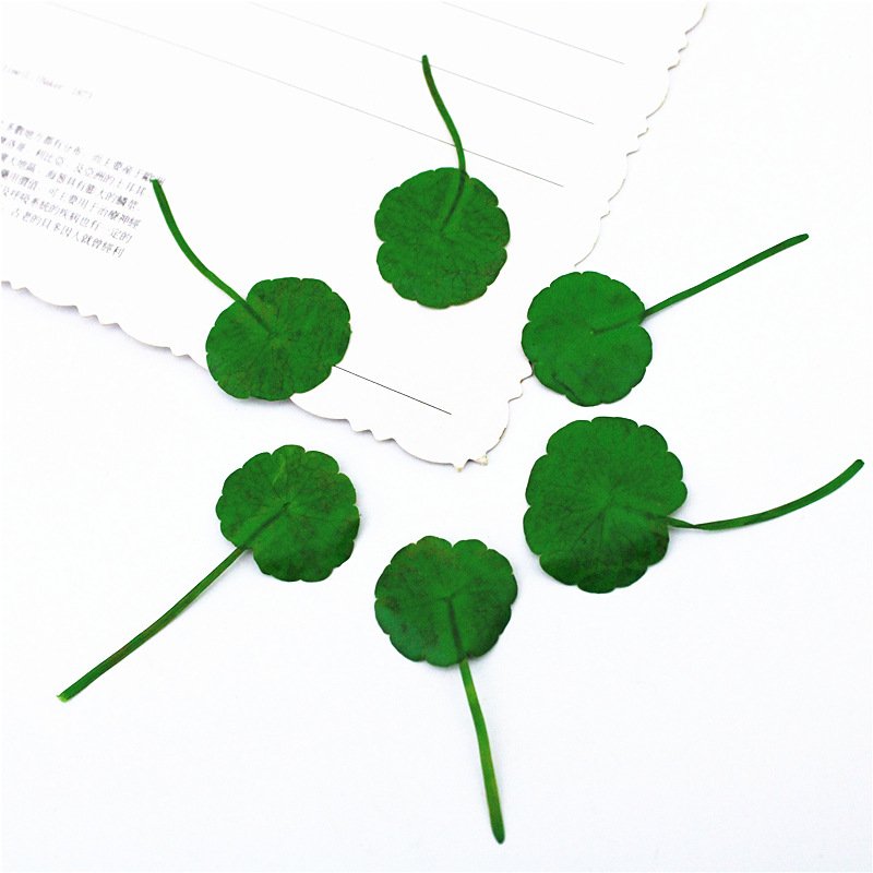 Hydrocotyle Vulgaris Penny Grass Green Leaf Material Resin Pressed Flower Dry Leaves Pressed Leaf Small Pressed Flowers