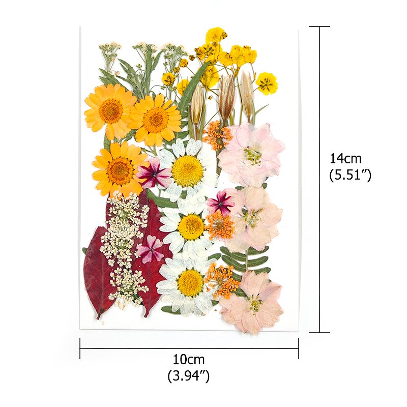 TOP 1 Dried Pressed Flowers Bulk Mixed Pack Fresh Pressed Flower for Resin