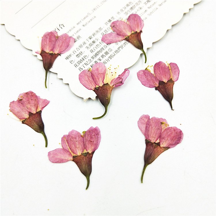 Hot Selling Cherry Blossoms Dried Flowers Decorative For Home Diy Decoration Flower Arrangement On Amazon