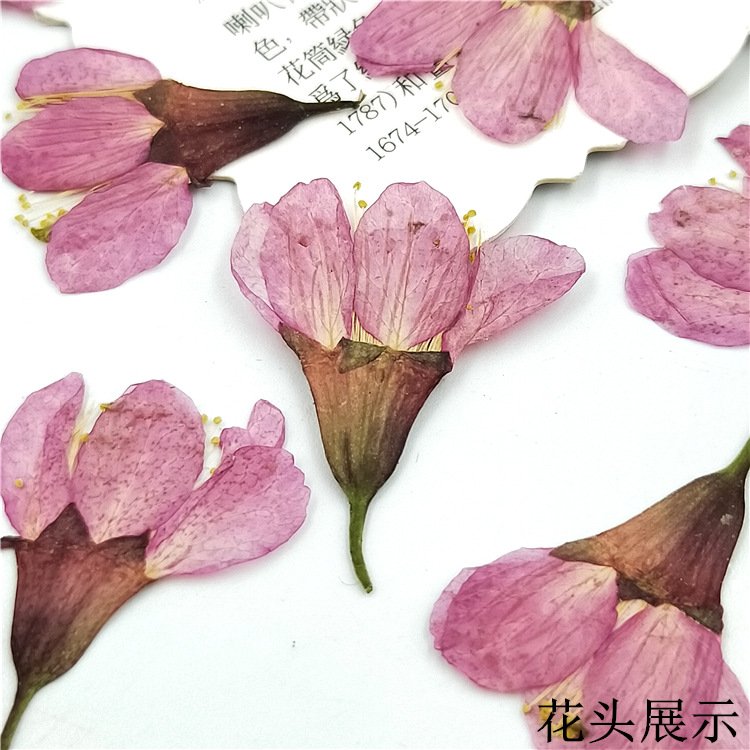 Hot Selling Cherry Blossoms Dried Flowers Decorative For Home Diy Decoration Flower Arrangement On Amazon