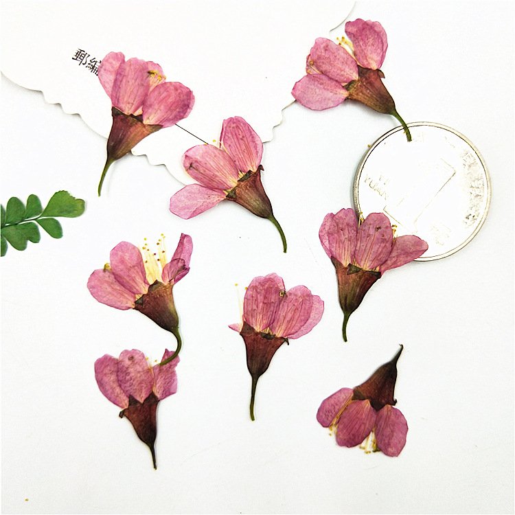 Hot Selling Cherry Blossoms Dried Flowers Decorative For Home Diy Decoration Flower Arrangement On Amazon