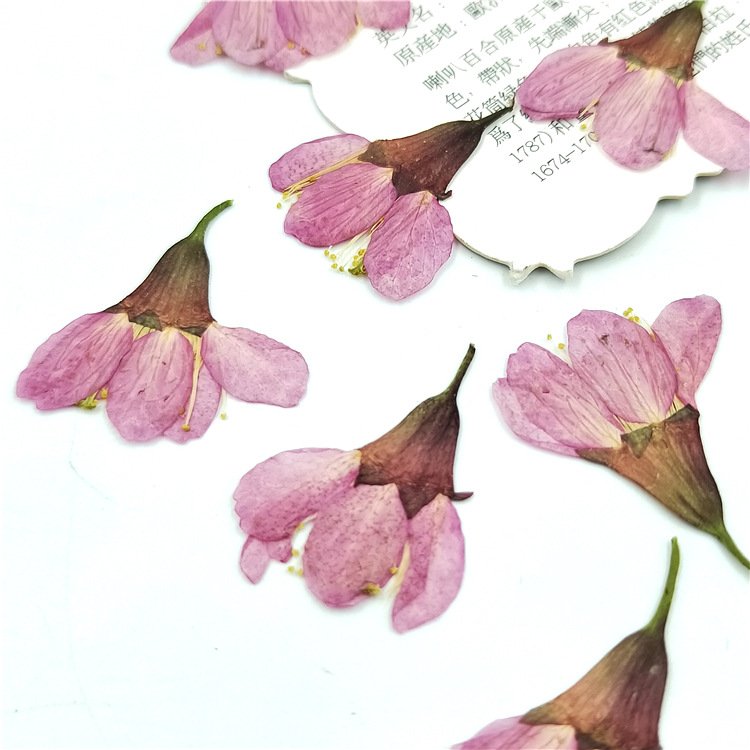 Hot Selling Cherry Blossoms Dried Flowers Decorative For Home Diy Decoration Flower Arrangement On Amazon