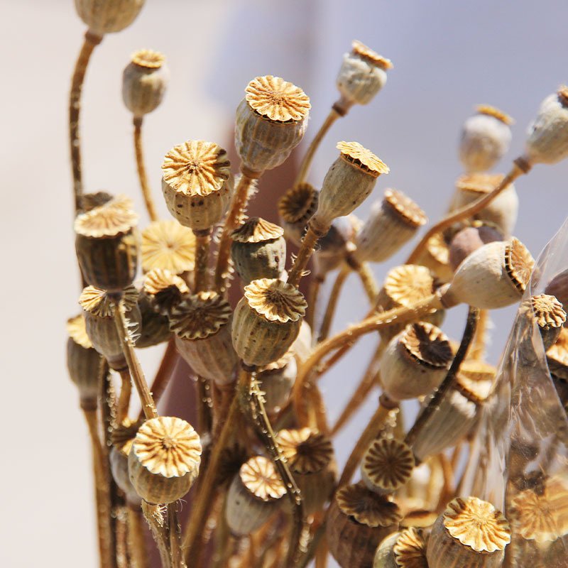 50 grams bunch natural wholesale prices dried poppy flowers poppy flower dry corn poppy for home events decor diy arrangement
