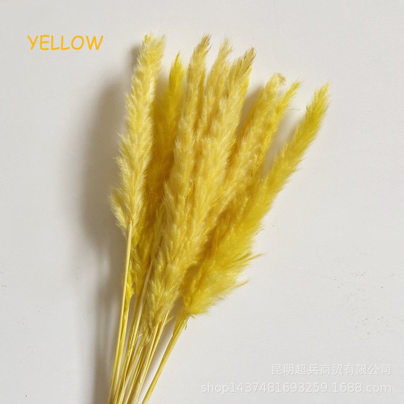 New recommend Decorative Reed Flower Large Dried Wedding Home Fluffy Reeds dry flowers natural Pampas Grass