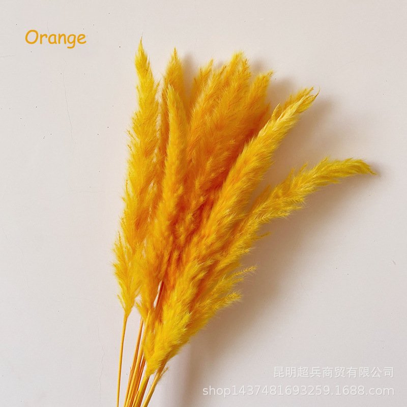 New recommend Decorative Reed Flower Large Dried Wedding Home Fluffy Reeds dry flowers natural Pampas Grass