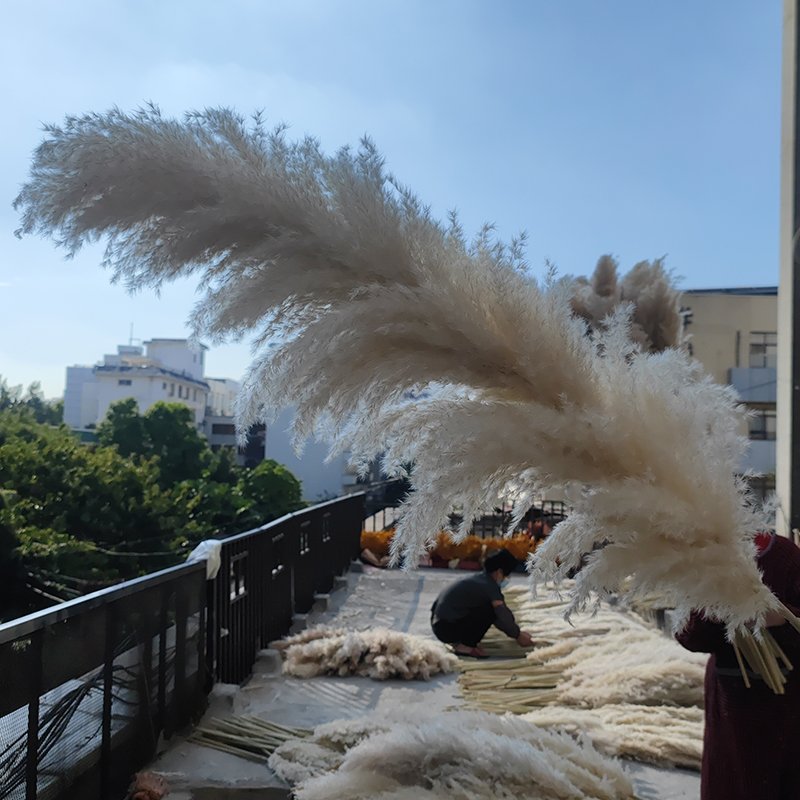 High Quality Dried Flowers Natural Reed White Color Large Fluffy Pampas Grass For Weddings Home Decoration