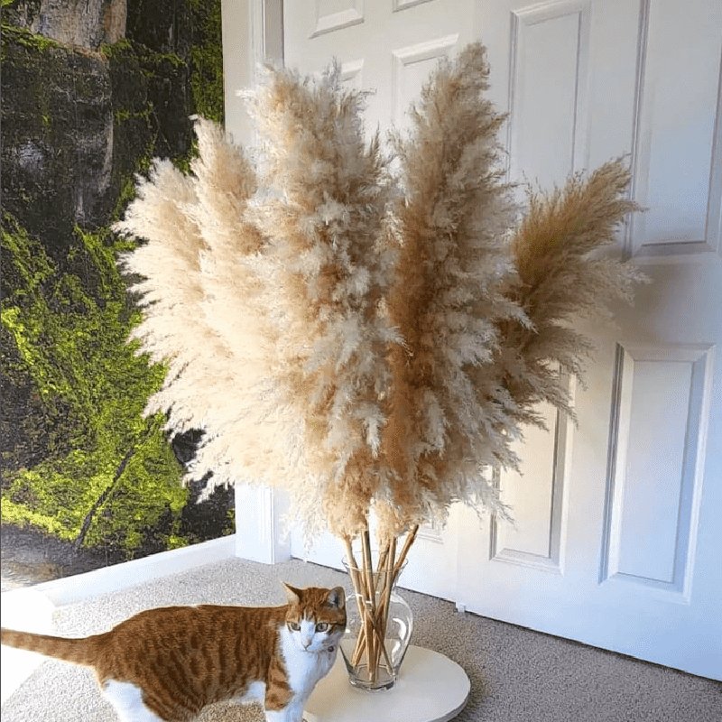 High Quality Dried Flowers Natural Reed White Color Large Fluffy Pampas Grass For Weddings Home Decoration