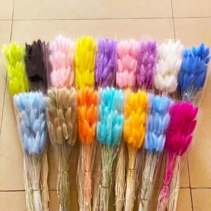 Wholesale Dried Flowers Bouquet 30 pcs Rabbit Tail Grass Preserved Real Flower 60pcs bunch Bunny Tail Grass