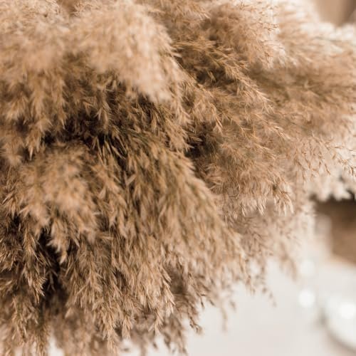 Tall Fluffy Pampas Grass 10 pcs Brown Tall Vase Dried Flower Decoration Wedding Floral Bohemian Decor Dried Flower Plant
