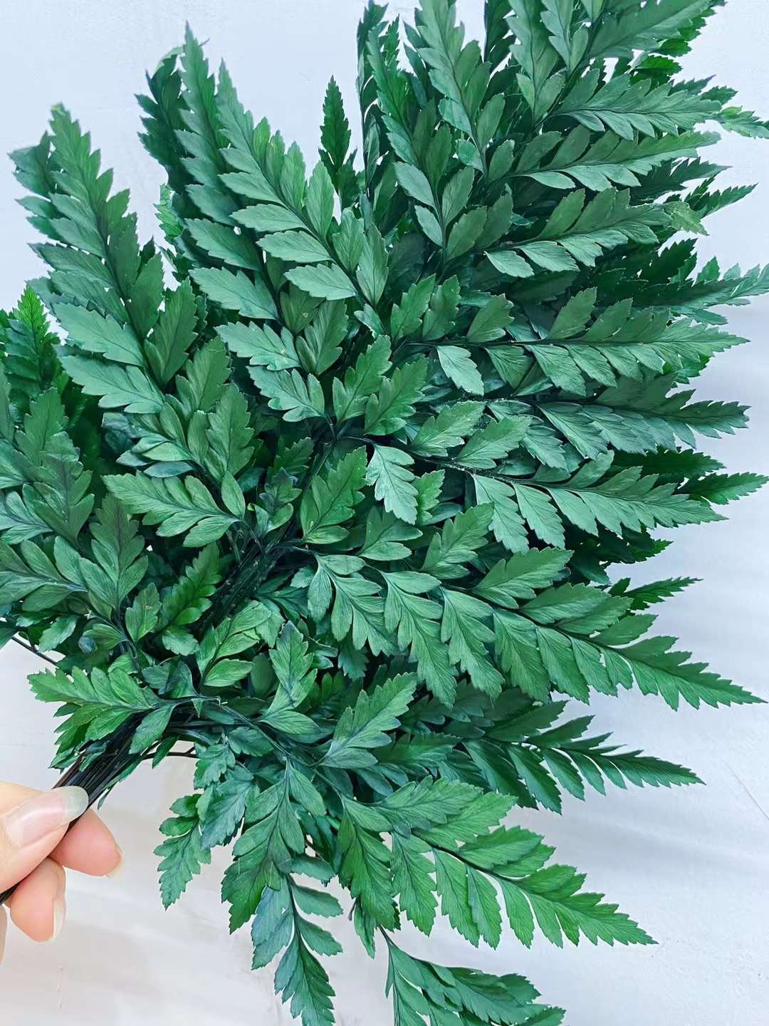 Flower Arrangement Preserved Green Fern Leaves Arachniodes Alpine Plant Preserved Leather Fern With Stem