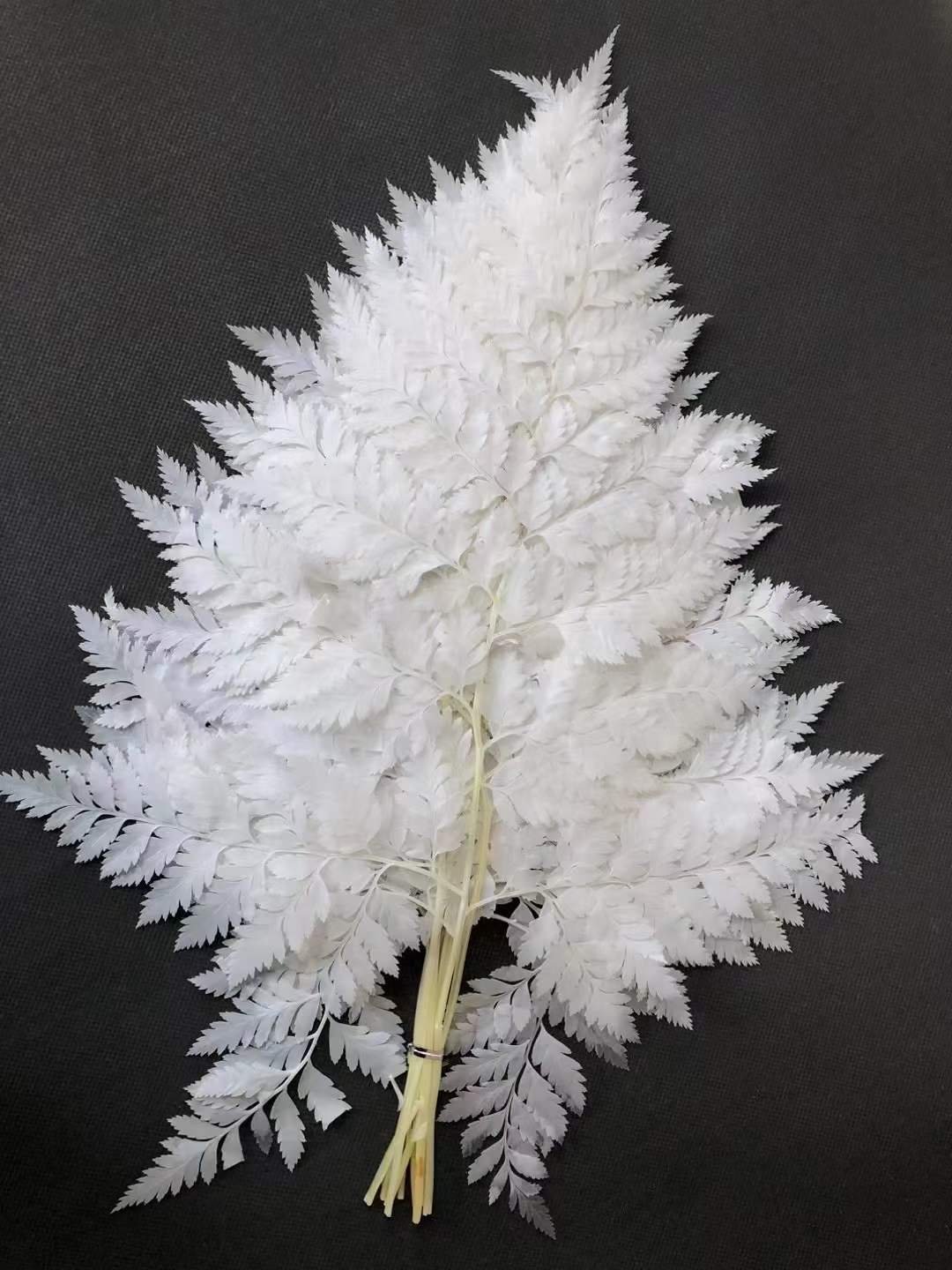 Flower Arrangement Preserved Green Fern Leaves Arachniodes Alpine Plant Preserved Leather Fern With Stem