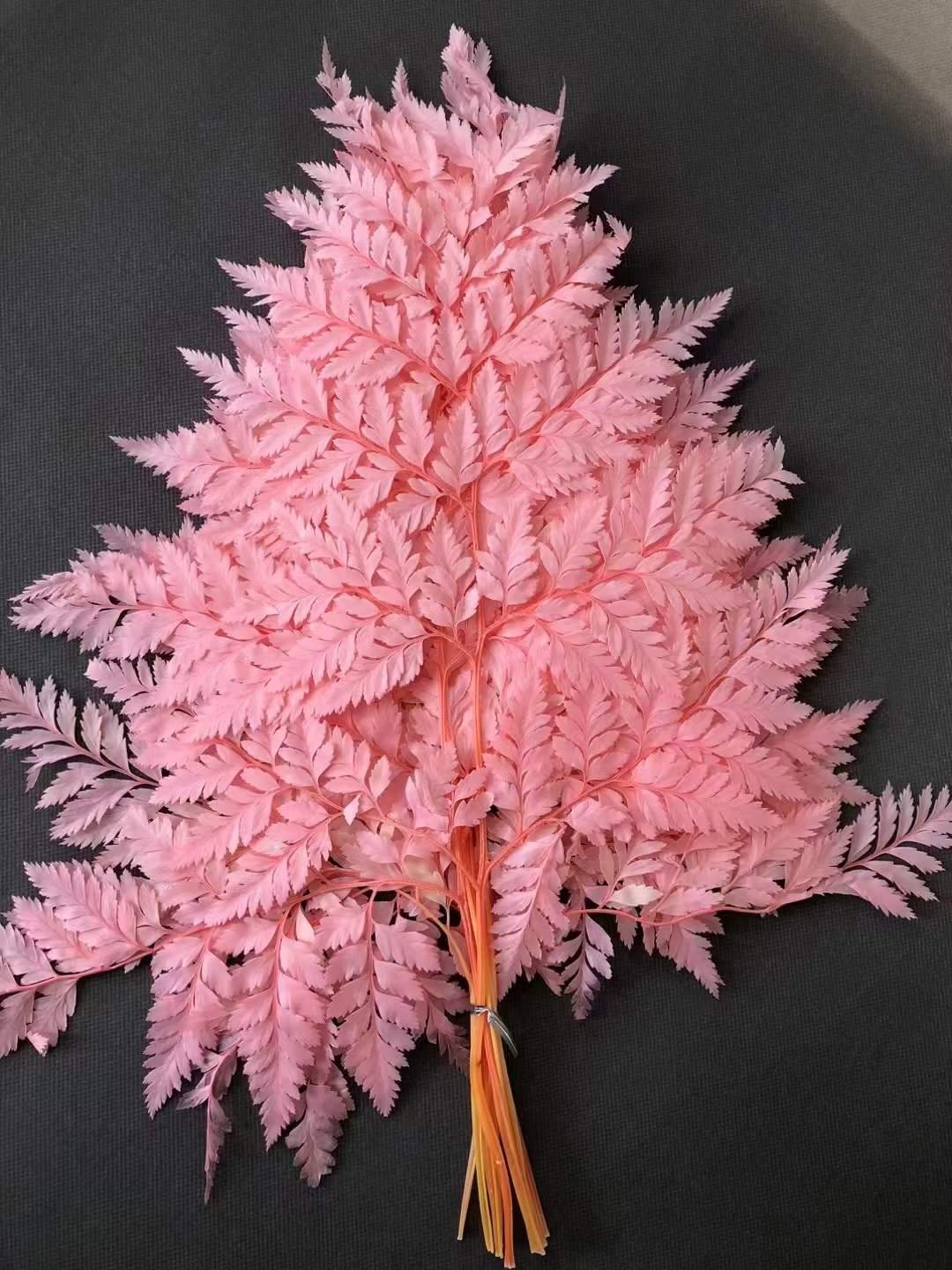 Flower Arrangement Preserved Green Fern Leaves Arachniodes Alpine Plant Preserved Leather Fern With Stem