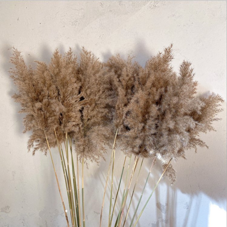 Mori retro coffee decoration big pampas grass wedding dried flowers in Europe and America pampas grass