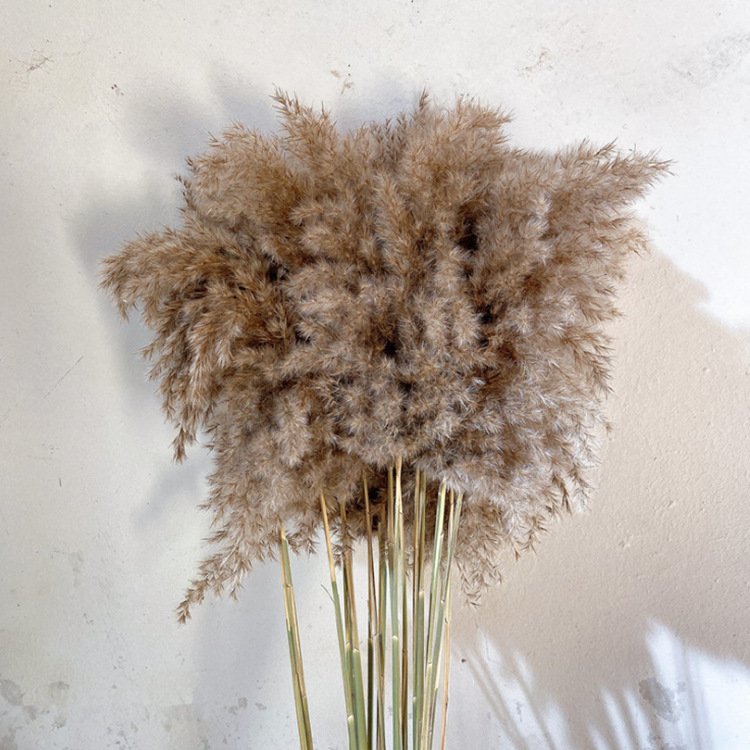 Mori retro coffee decoration big pampas grass wedding dried flowers in Europe and America pampas grass