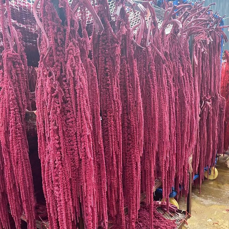 home decor flowers preserved hanging plants amaranthus dried rice flowers hanging rice for wedding party decoration