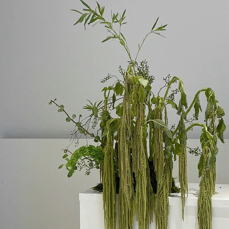home decor flowers preserved hanging plants amaranthus dried rice flowers hanging rice for wedding party decoration