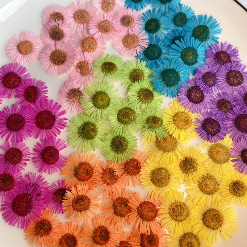 Hot selling Different color Pressed Natural Dried Flower Needle Chrysanthemum For Resin